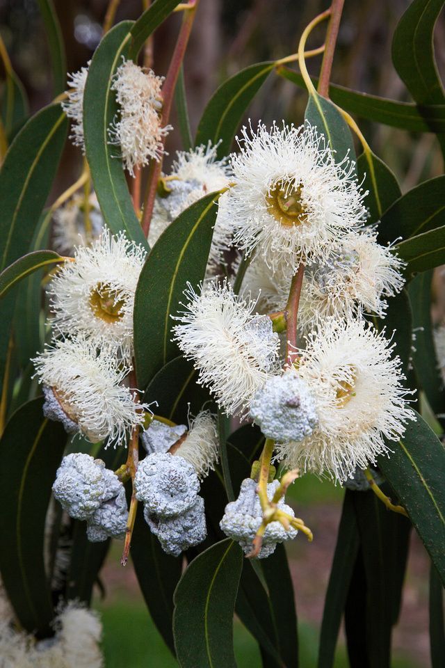 Enchanting Eucalyptus