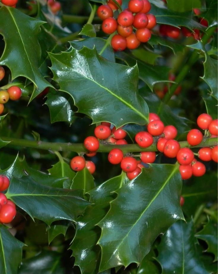 English Holly