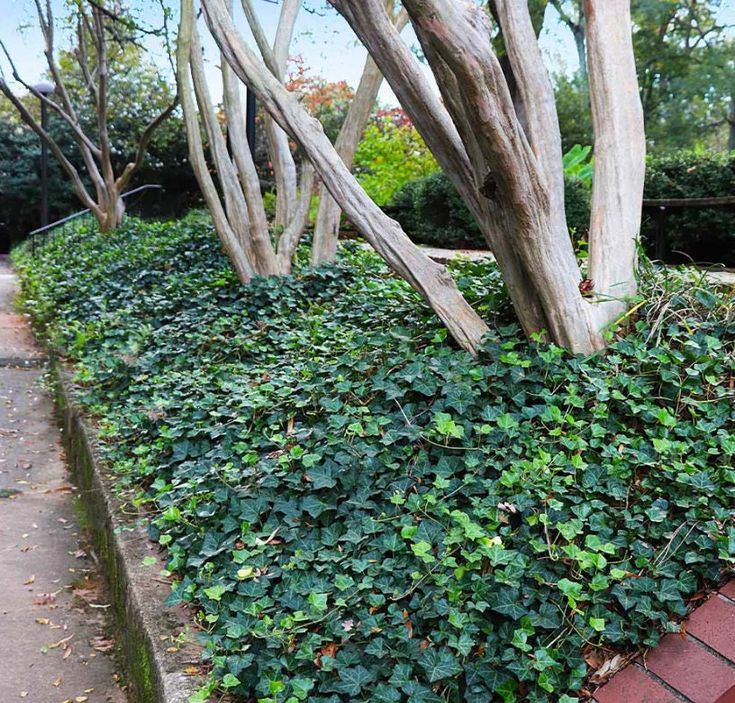 English Ivy