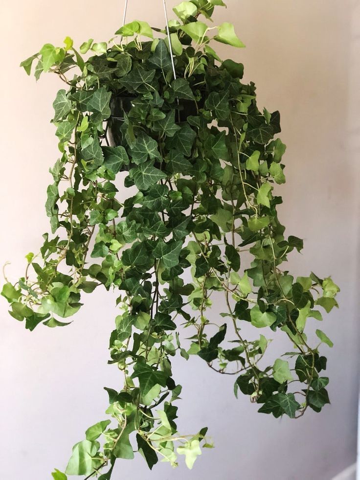 English Ivy