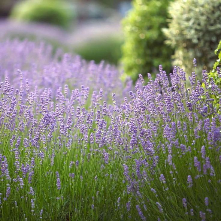 English Lavender