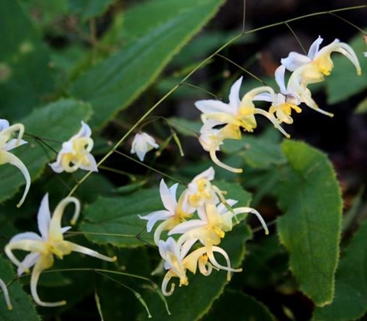 Epimedium