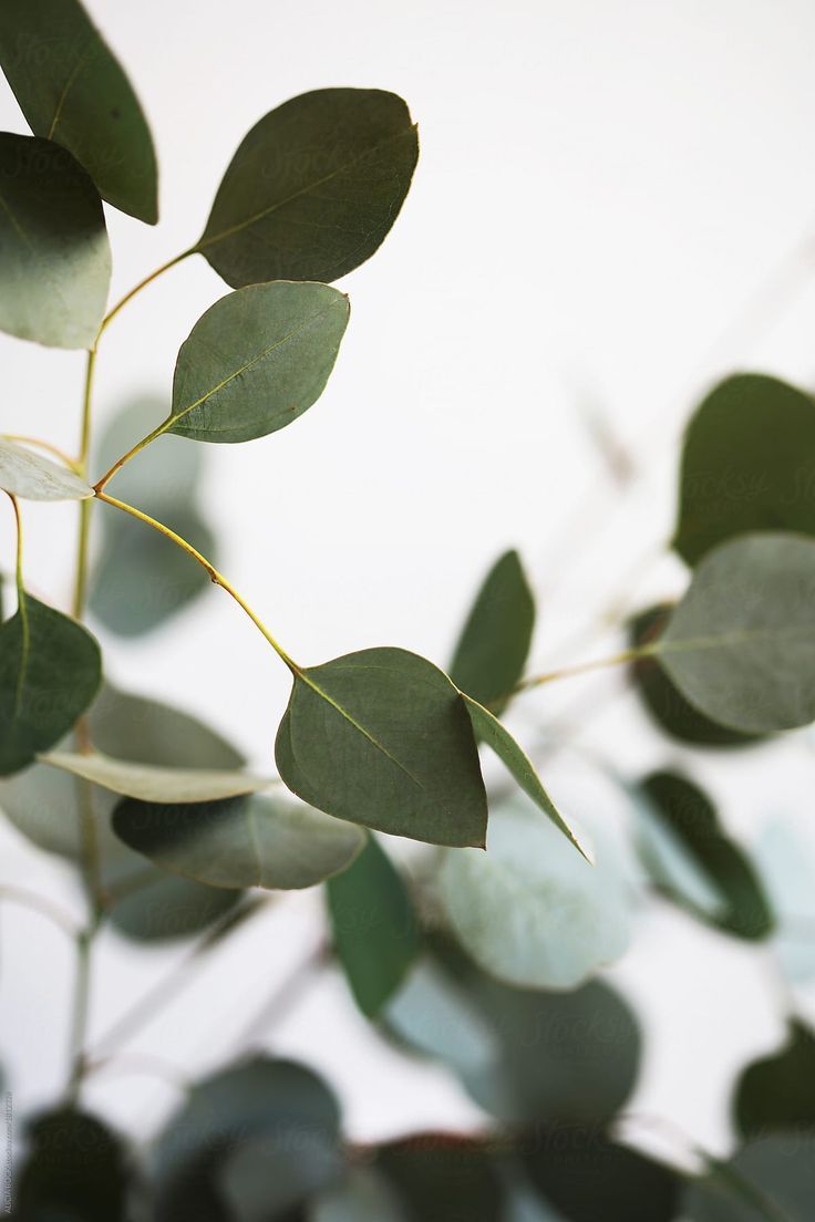 Eucalyptus Leaves