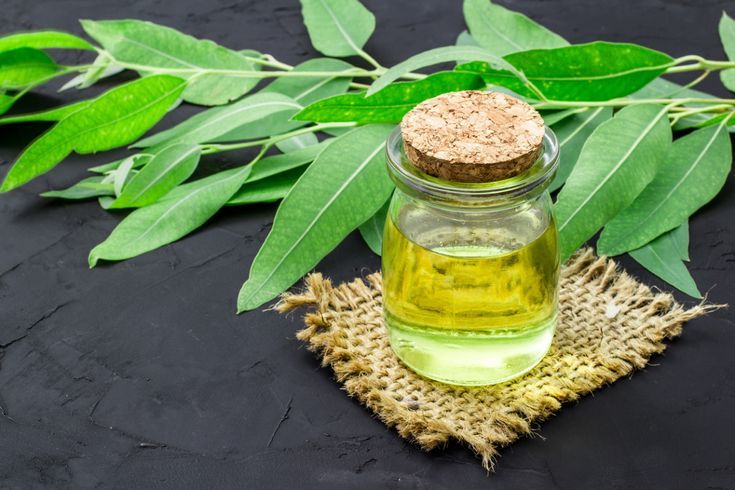 Eucalyptus Oil