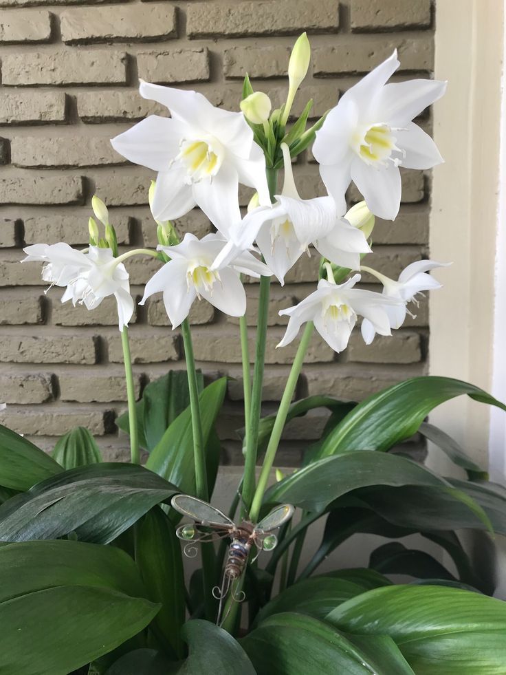 Eucharis Lily