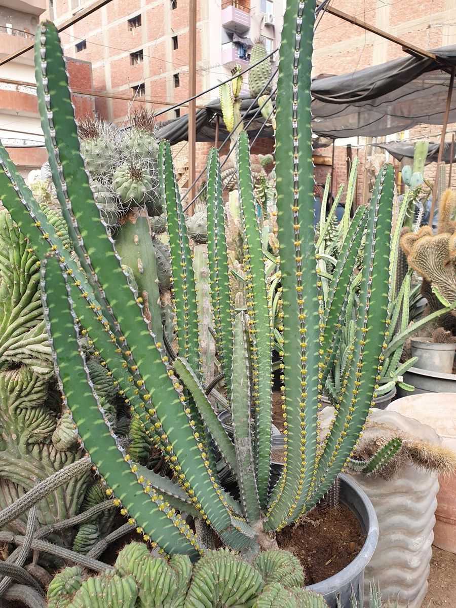 Euphorbia