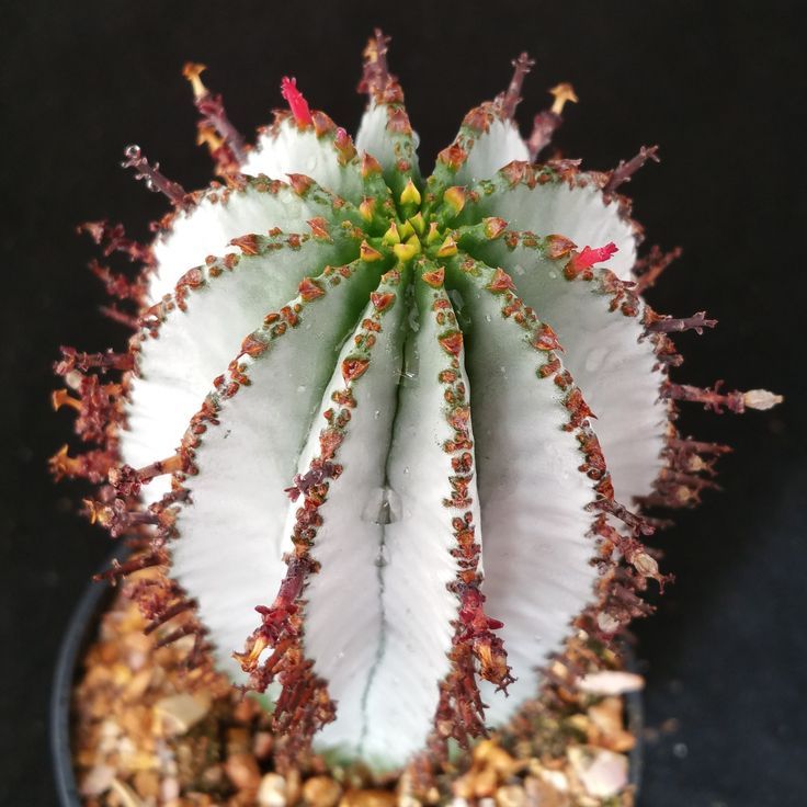 Euphorbia Polygona 'Snowflake'