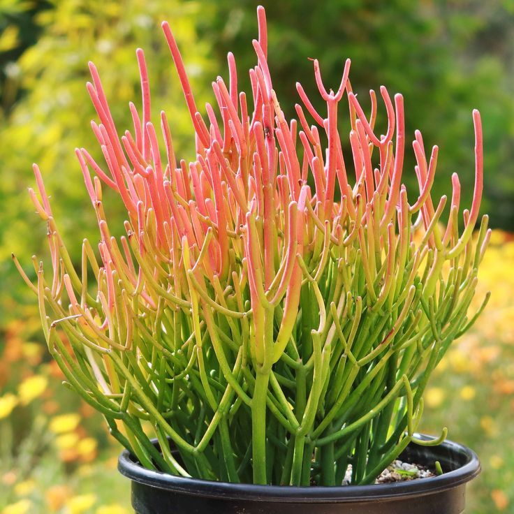 Euphorbia Tirucalli 'Firesticks'