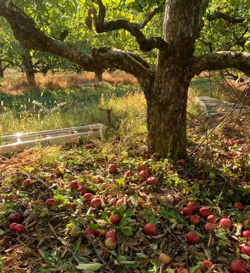 Fallen Fruits