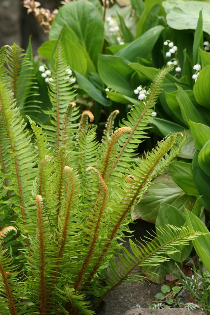 Ferns