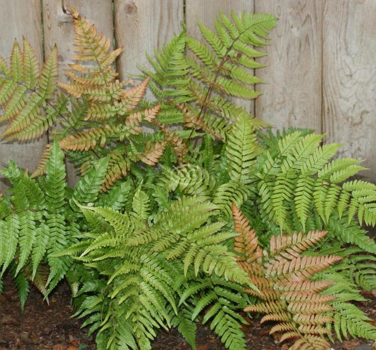 Ferns