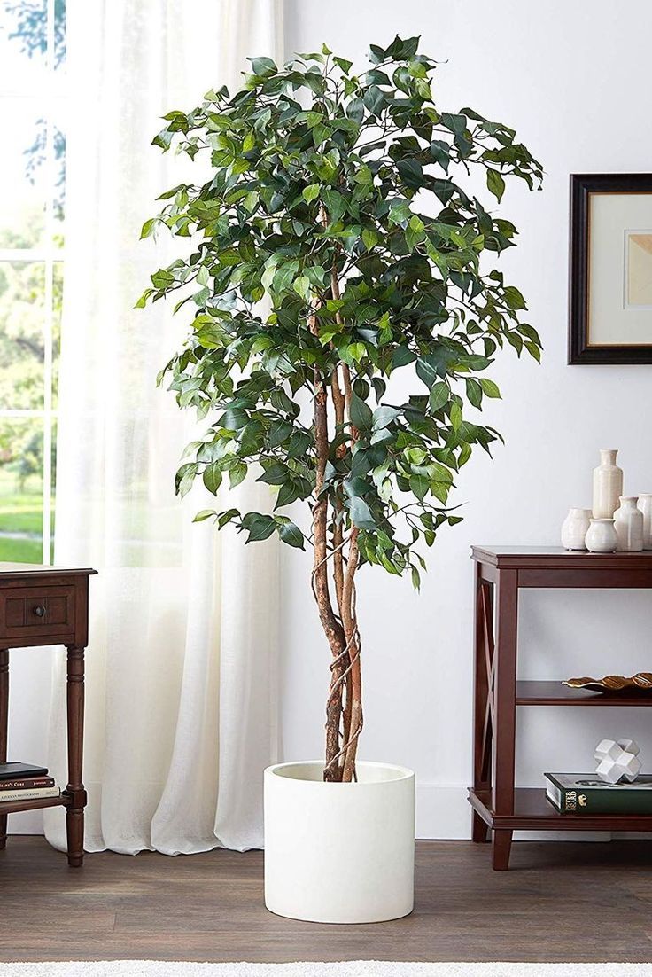 Ficus