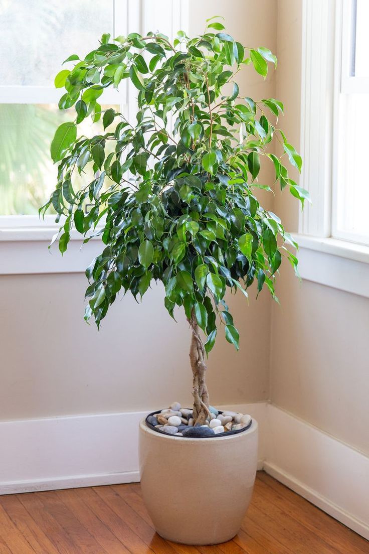 Ficus Benjamina