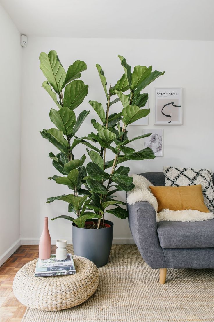 Fiddle Leaf Fig