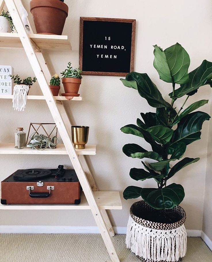 Fiddle Leaf Fig