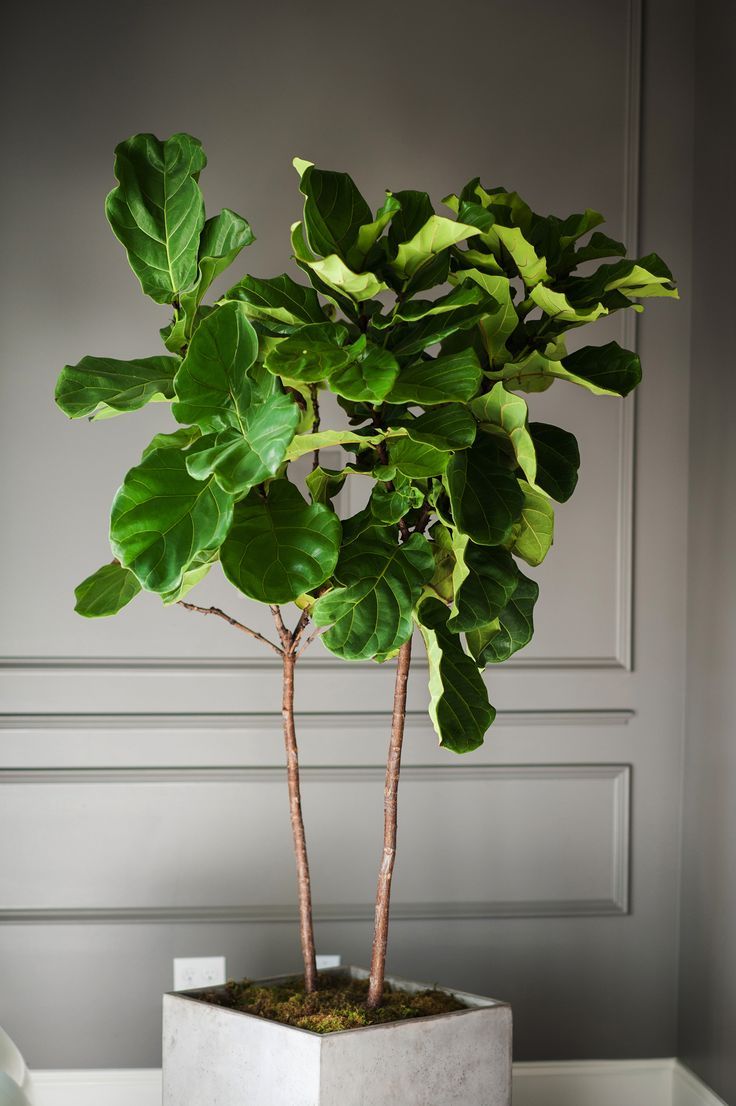 Fiddle Leaf Fig (Ficus lyrata)