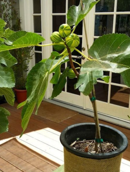 Fig Tree