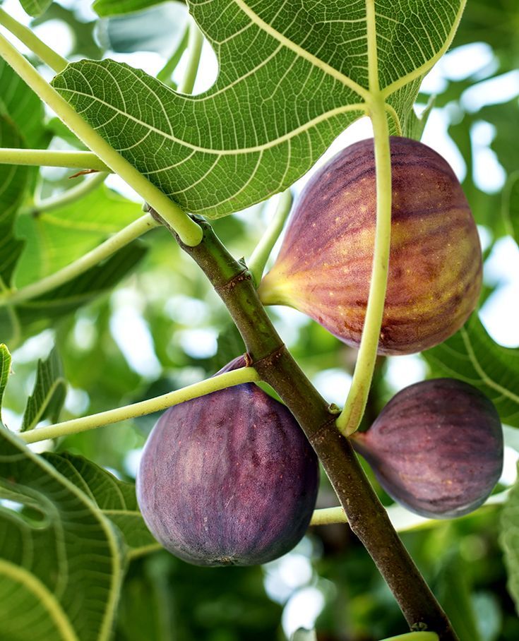 Figs