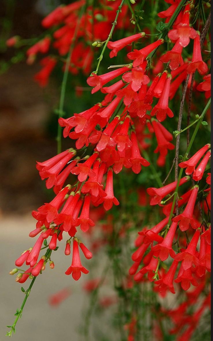 Firecracker Plant