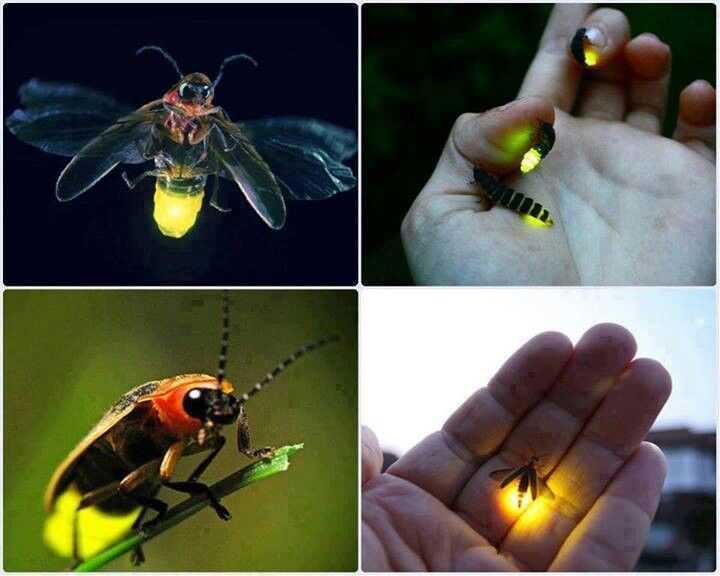 Firefly