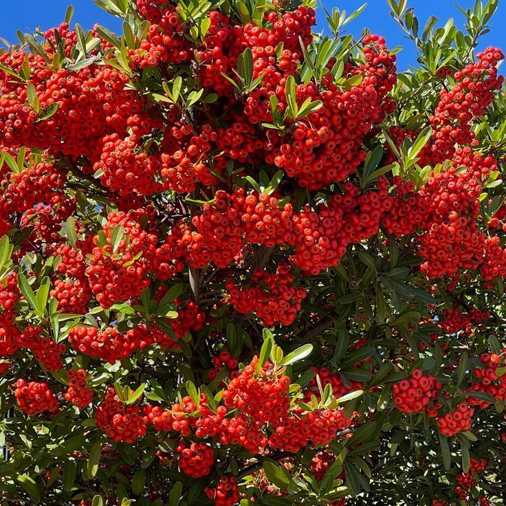 Firethorn (Pyracantha)