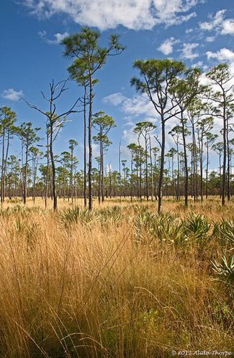 Florida's Pine Flatwoods