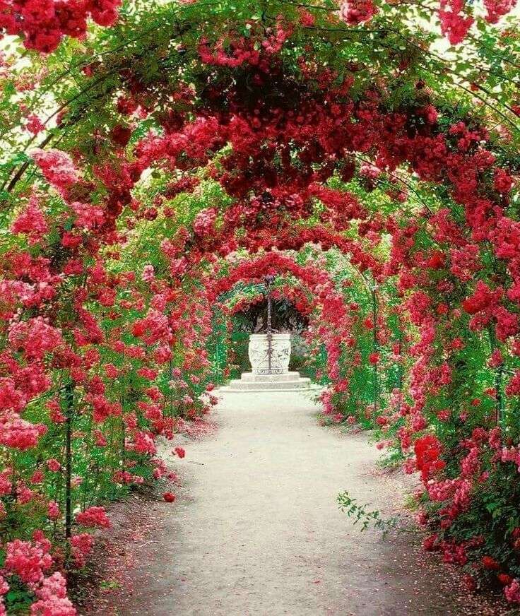 Flower Canopy