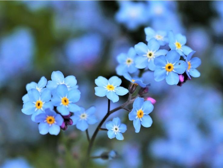 Forget-Me-Not