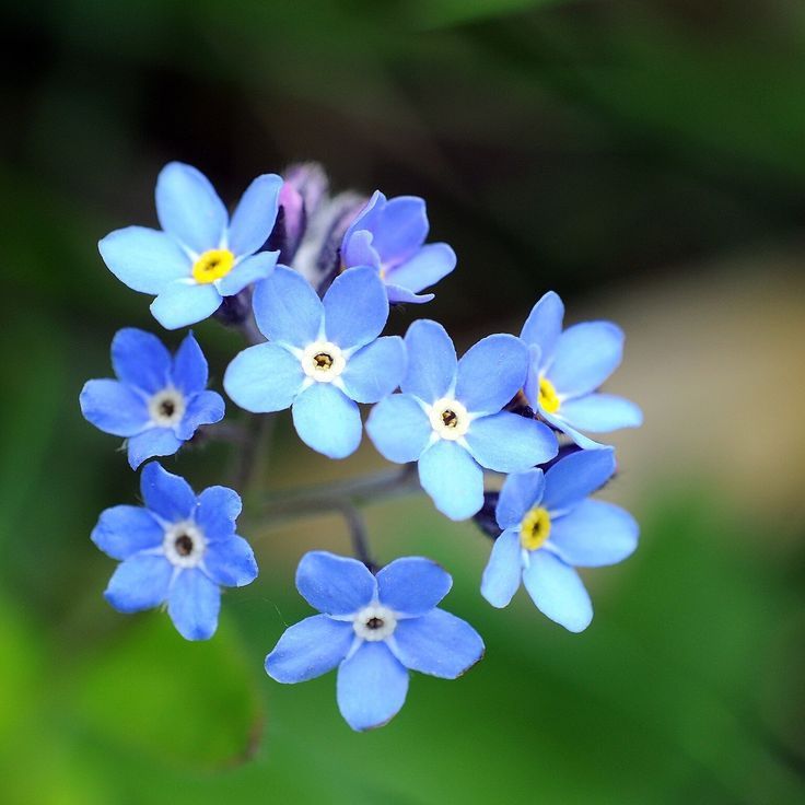 Forget-Me-Nots