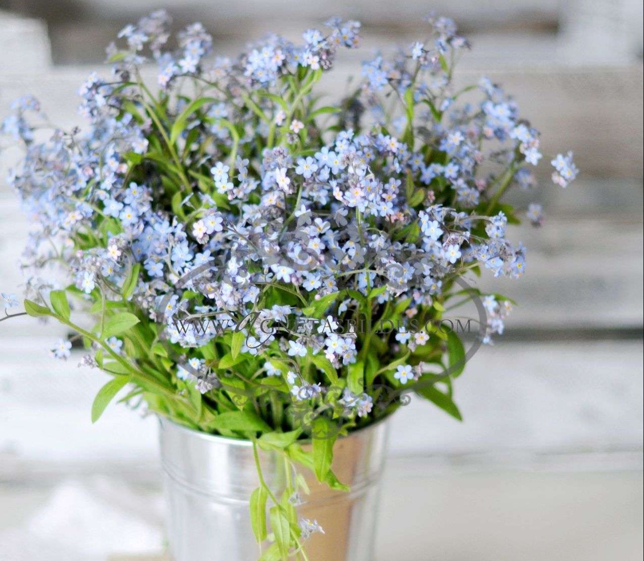 Forget-Me-Nots