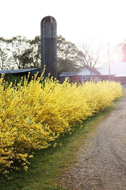 Forsythia