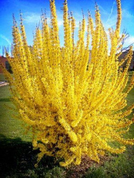 Forsythia