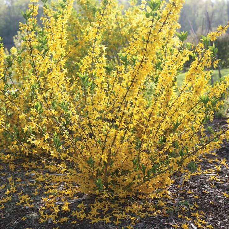 Forsythia