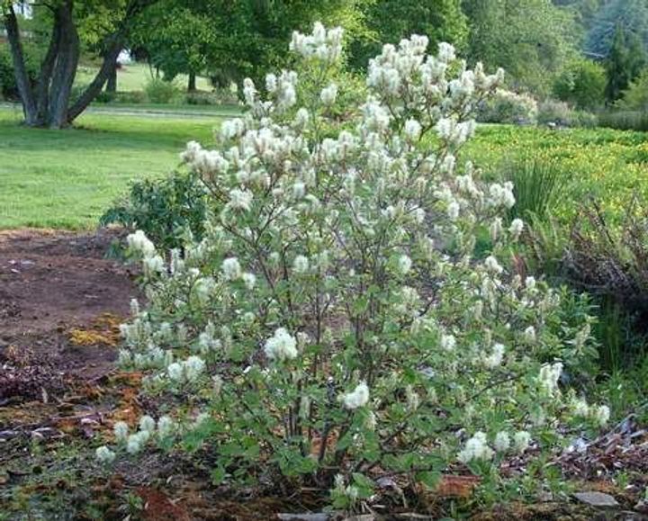 Fothergilla