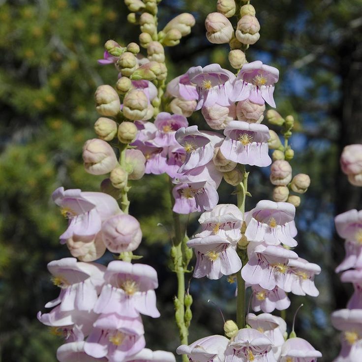 Foxglove 'Foxy'