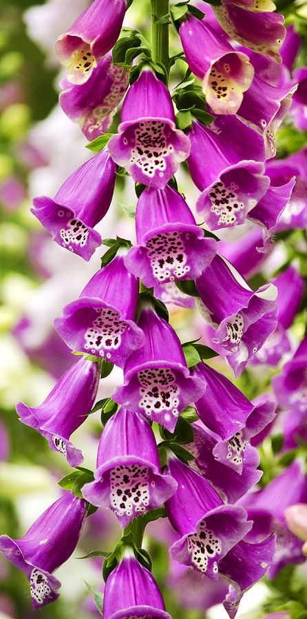 Foxglove