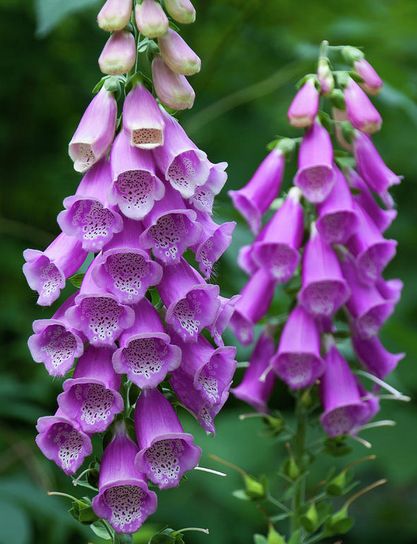 Foxglove