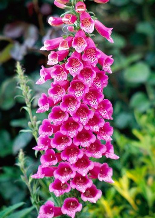 Foxglove