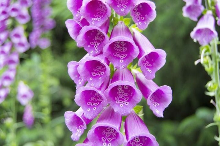 Foxglove (Digitalis purpurea)