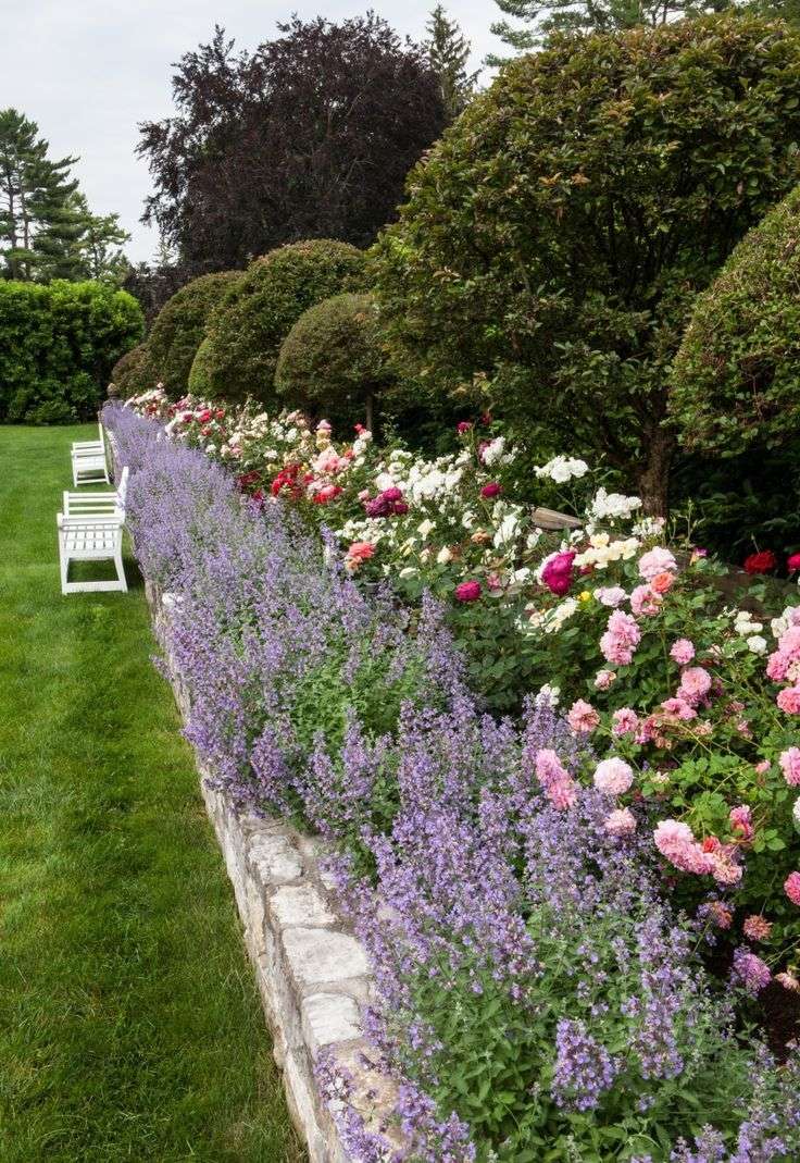 Fragrant Lavender Border