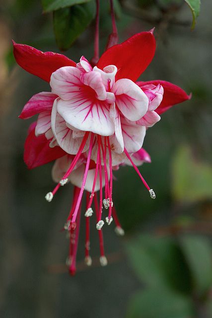 Fuchsia