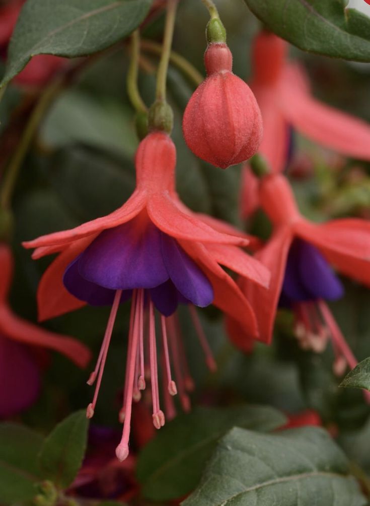 Fuchsia