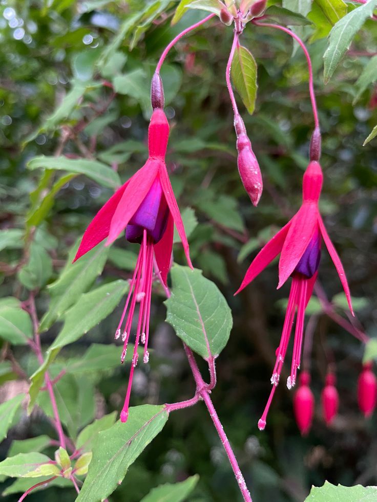 Fuchsia