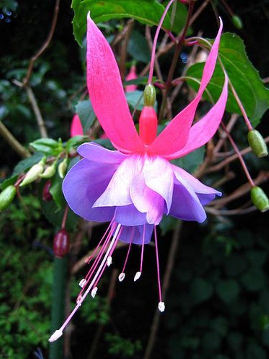 Fuchsia (Fuchsia magellanica)