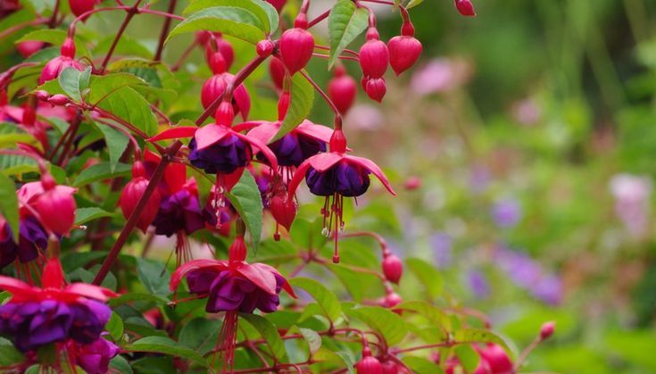 Fuchsia (Fuchsia spp.)