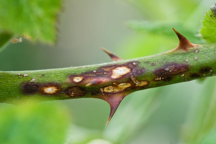 Fungal Growth