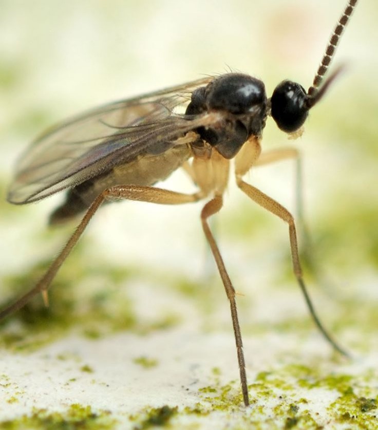 Fungus Gnats