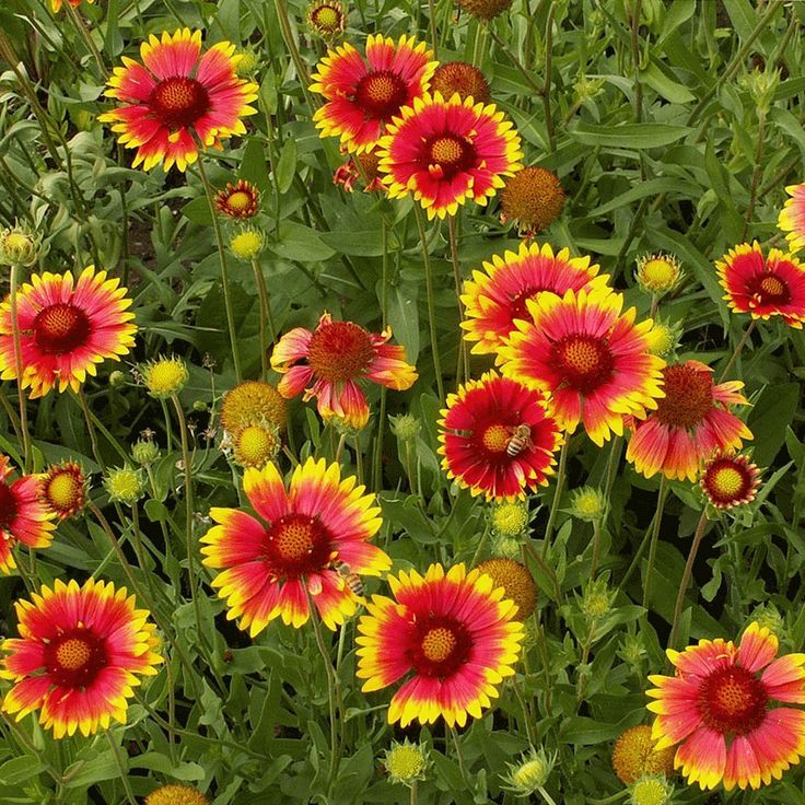 Gaillardia (Blanket Flower)