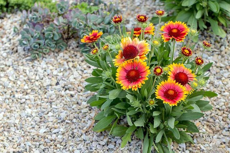 Gaillardia (Blanket Flower)