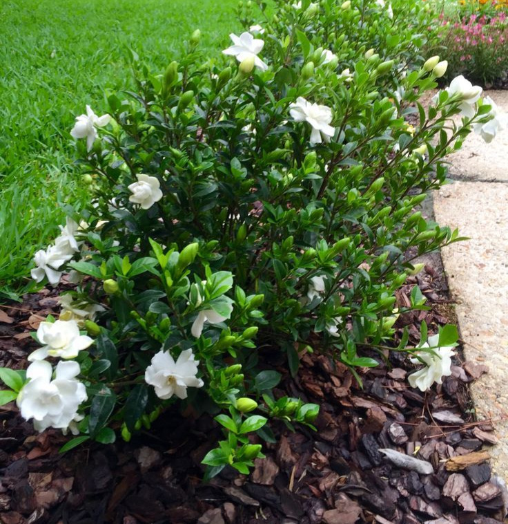 Gardenia